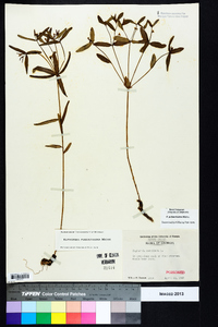 Euphorbia pubentissima image