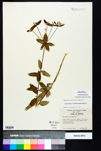 Euphorbia pubentissima image