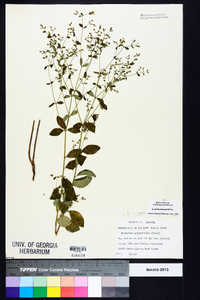 Euphorbia pubentissima image