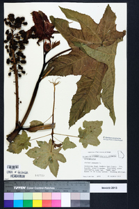 Ricinus communis image