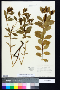 Stillingia sylvatica subsp. sylvatica image