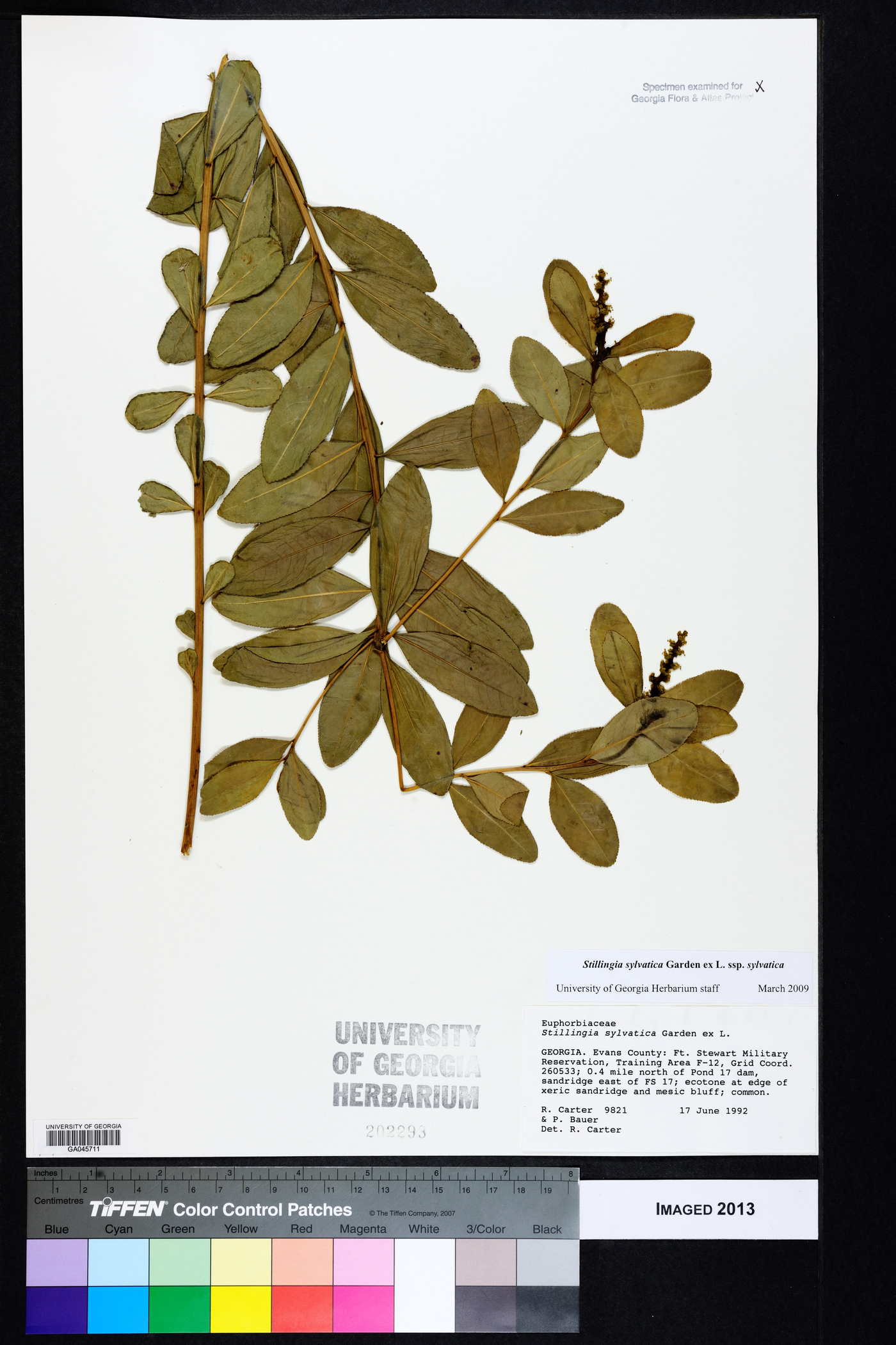 Stillingia sylvatica subsp. sylvatica image