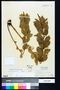 Stillingia sylvatica subsp. sylvatica image