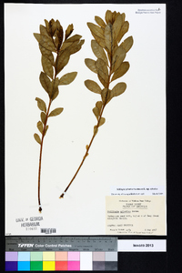 Stillingia sylvatica subsp. sylvatica image