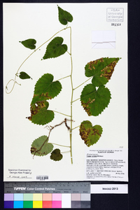 Tragia cordata image