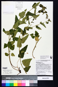 Tragia urticifolia image