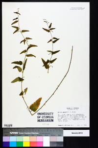 Tragia urticifolia image