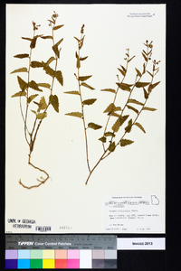 Tragia urticifolia image