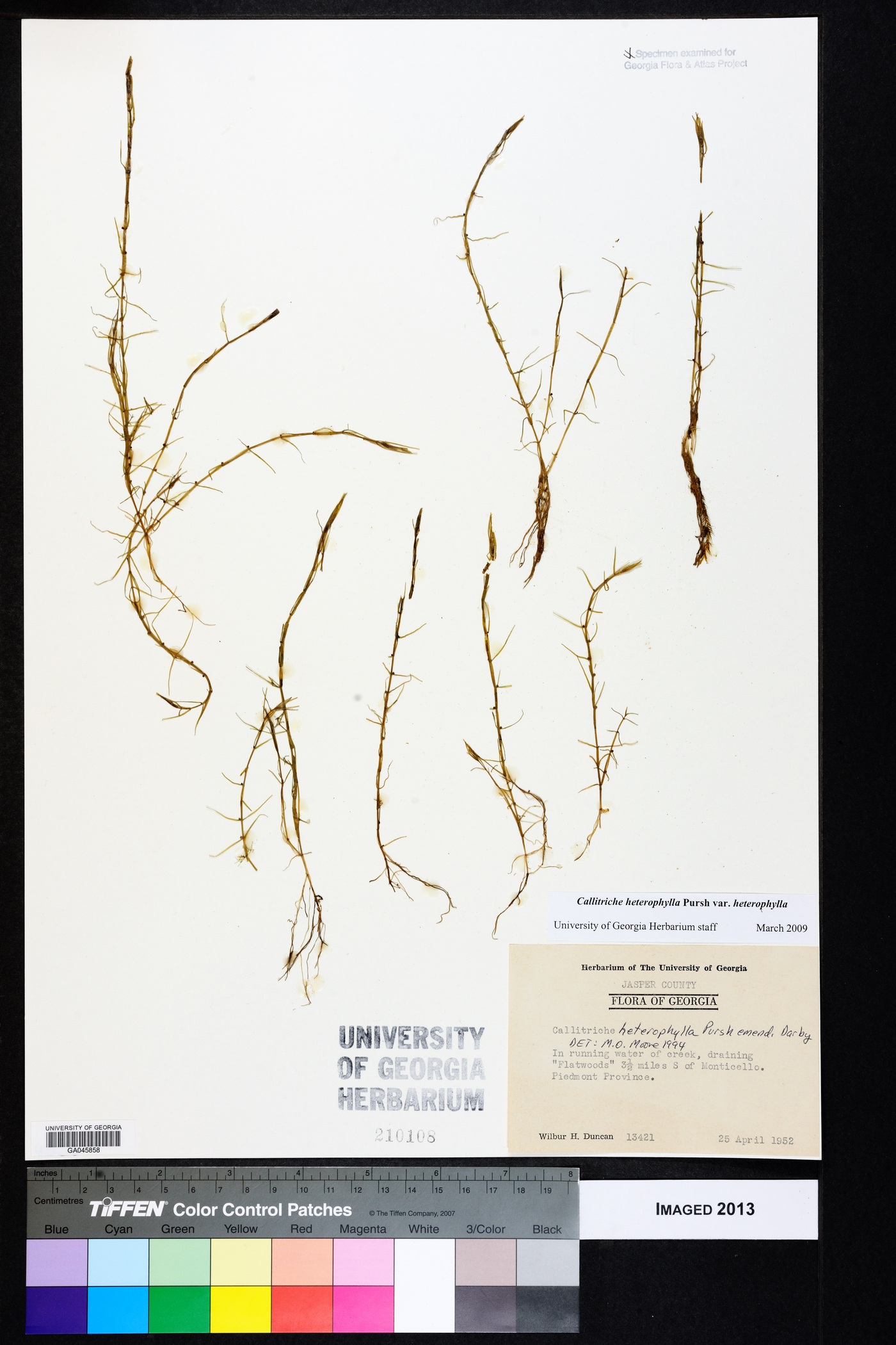 Callitriche heterophylla var. heterophylla image