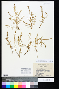 Callitriche heterophylla var. heterophylla image