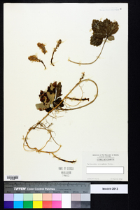 Pachysandra procumbens image