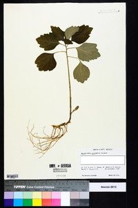 Pachysandra procumbens image