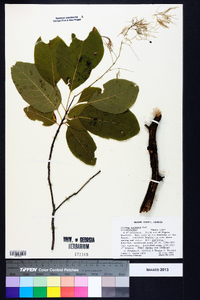 Cotinus obovatus image