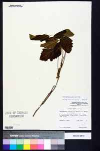 Toxicodendron pubescens image