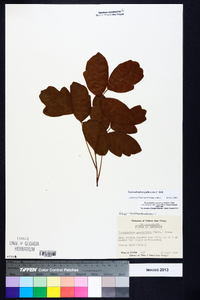 Toxicodendron pubescens image