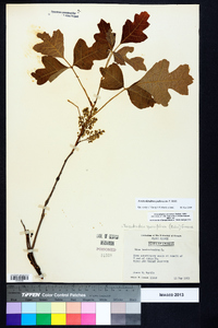 Toxicodendron pubescens image