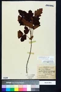 Toxicodendron pubescens image