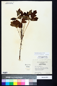 Toxicodendron pubescens image