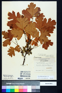 Toxicodendron pubescens image