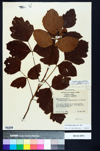 Toxicodendron pubescens image