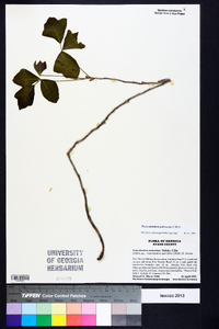 Toxicodendron pubescens image