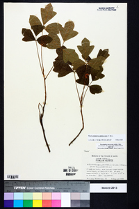 Toxicodendron pubescens image