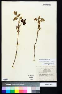 Toxicodendron pubescens image