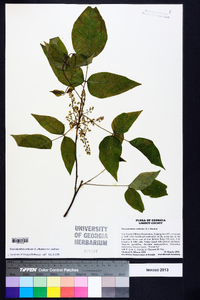 Toxicodendron radicans subsp. radicans image