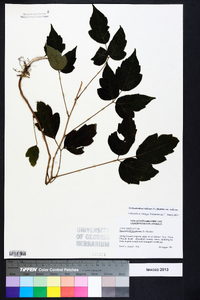 Toxicodendron radicans subsp. radicans image