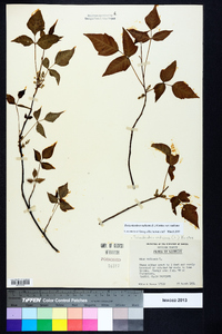 Toxicodendron radicans subsp. radicans image