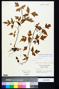 Toxicodendron radicans subsp. radicans image