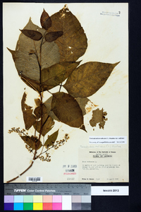 Toxicodendron radicans subsp. radicans image