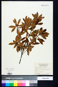 Cliftonia monophylla image