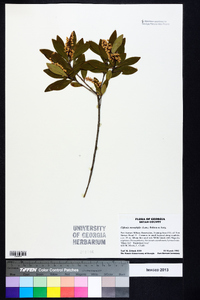 Cliftonia monophylla image