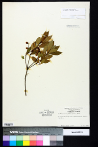 Cliftonia monophylla image