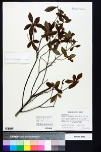 Cliftonia monophylla image