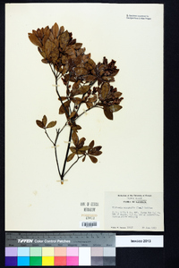 Cliftonia monophylla image