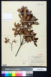 Cliftonia monophylla image