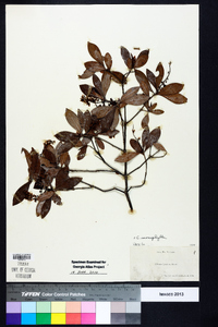 Cliftonia monophylla image