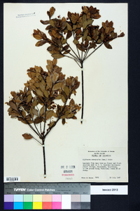 Cliftonia monophylla image