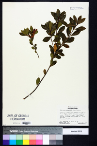 Cliftonia monophylla image