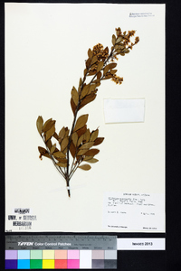 Cliftonia monophylla image