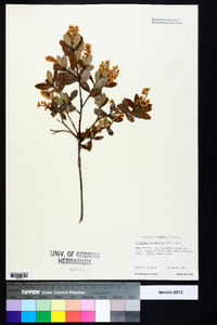 Cliftonia monophylla image