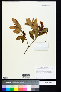Cliftonia monophylla image