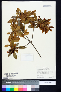 Cliftonia monophylla image