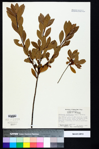 Cliftonia monophylla image