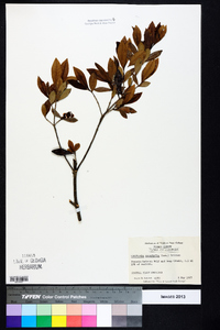 Cliftonia monophylla image