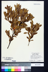 Cliftonia monophylla image