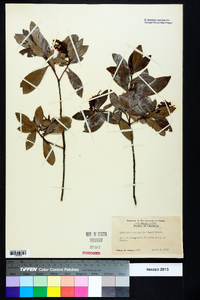 Cliftonia monophylla image