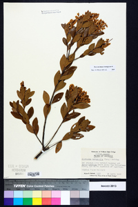 Cliftonia monophylla image